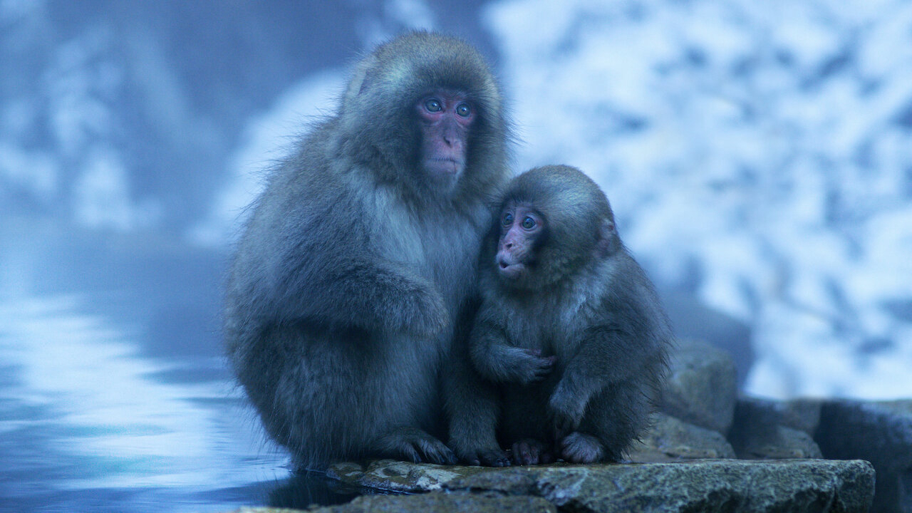 Thumbnail Nghệ thuật của tự nhiên (Phần 2)