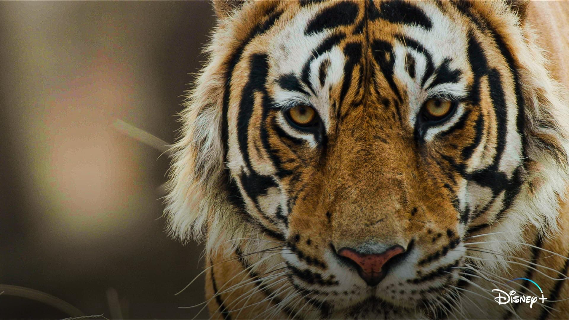 Thumbnail Tiger